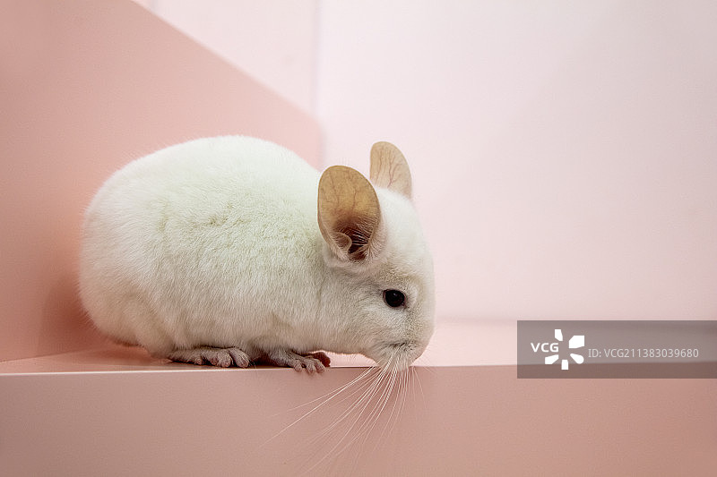 宠物栗鼠龙猫图片素材