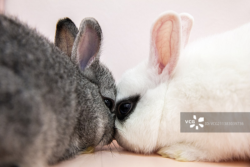 两只宠物兔子特写图片素材