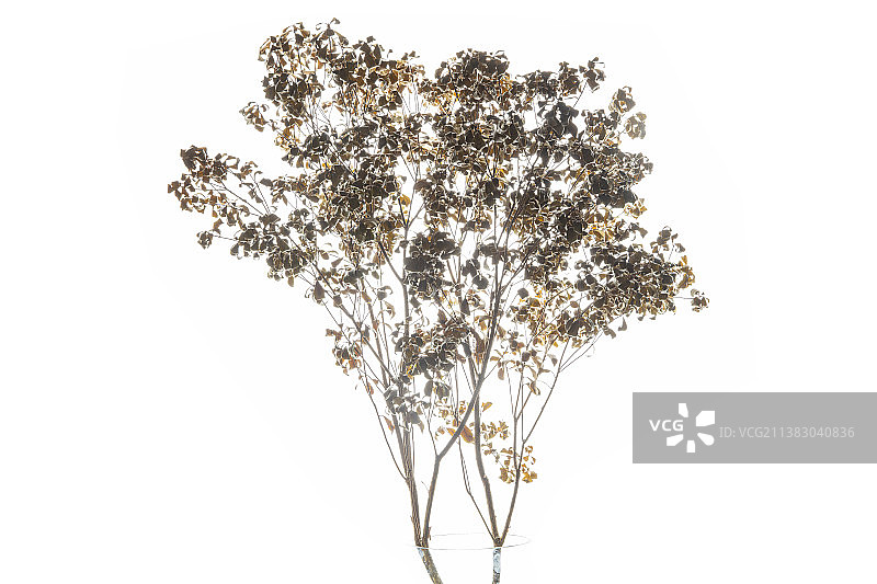 干花静物特写图片素材