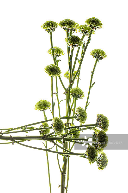 绿色花头的雏菊特写图片素材