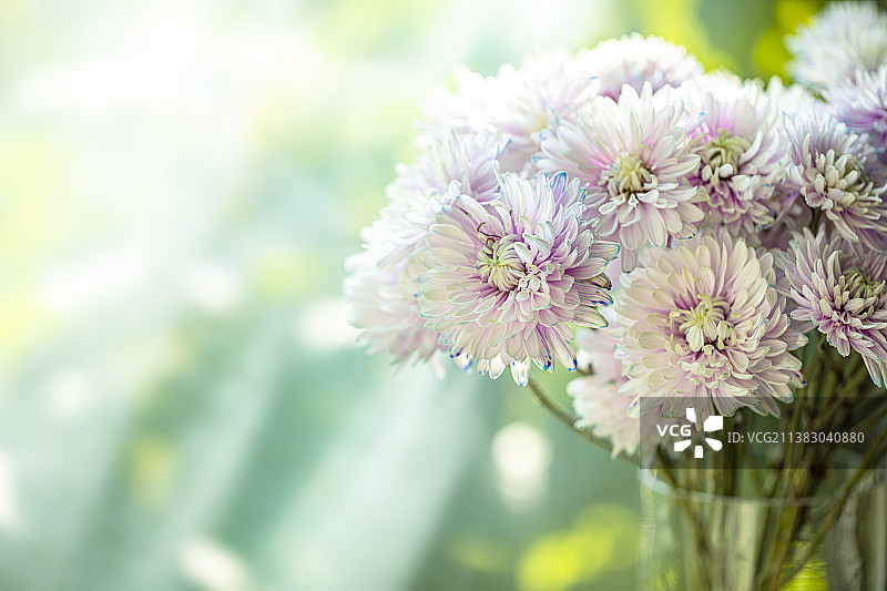 粉色菊花花束特写图片素材