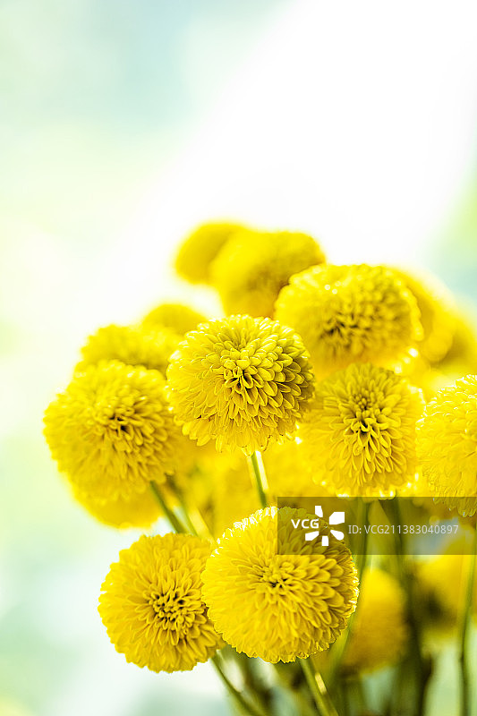 黄色雏菊植物特写图片素材