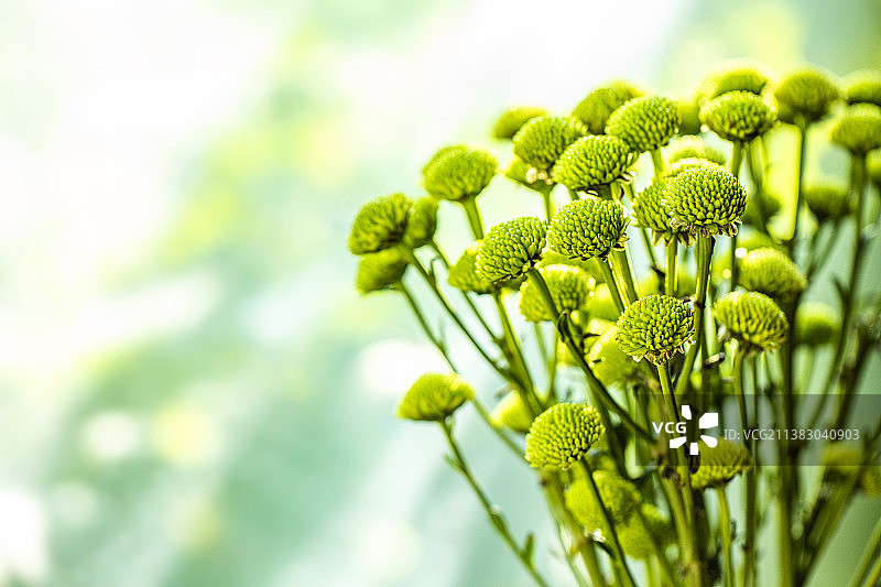 绿色雏菊植物特写图片素材