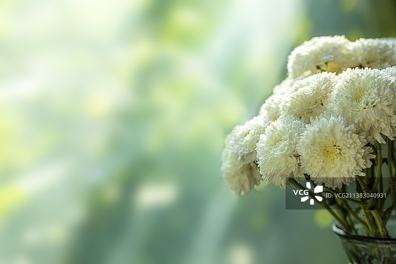 白色雏菊植物特写图片素材