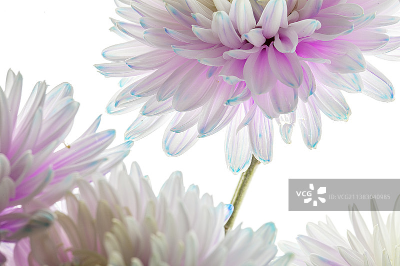 盛开的白色花朵特写图片素材