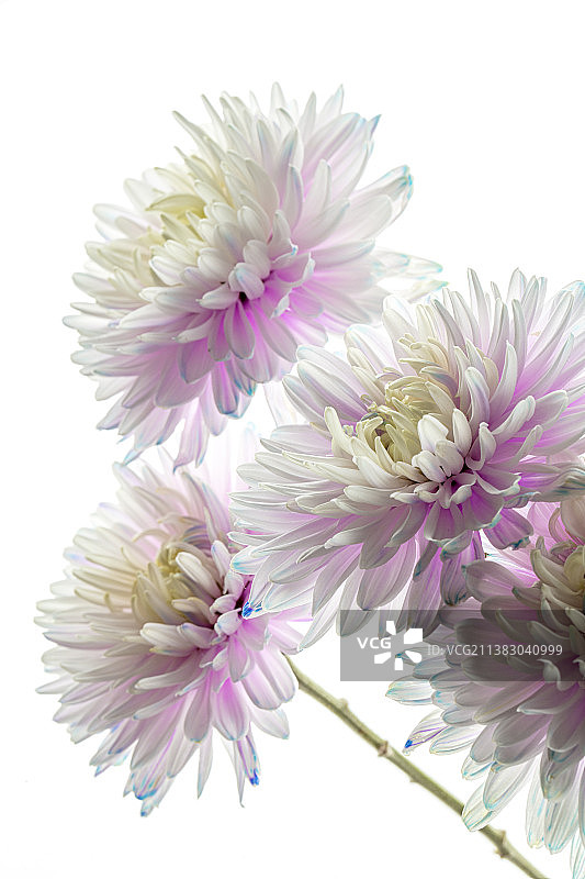 盛开的白色花朵特写图片素材