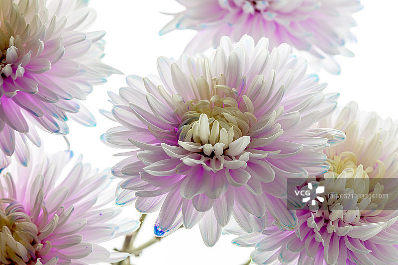 盛开的白色花朵特写图片素材