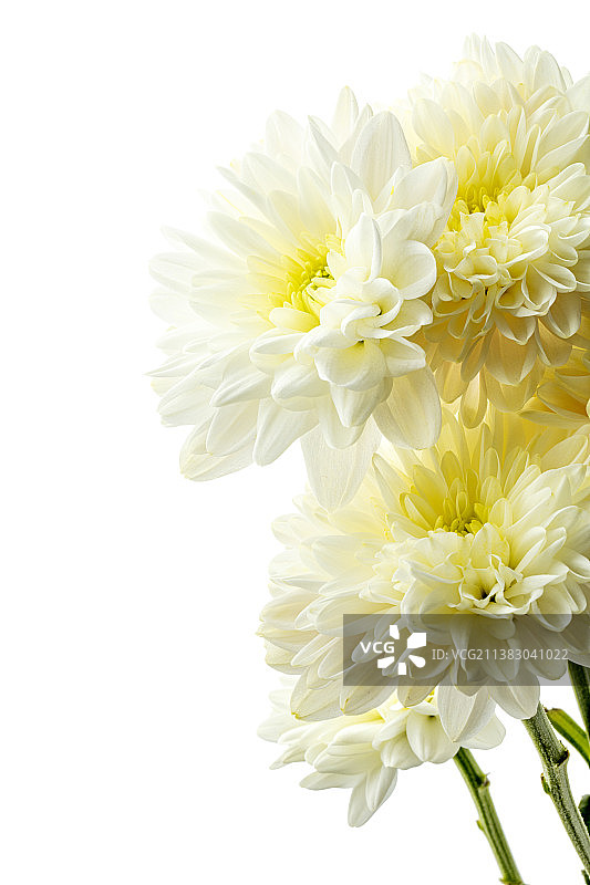 雏菊植物特写图片素材