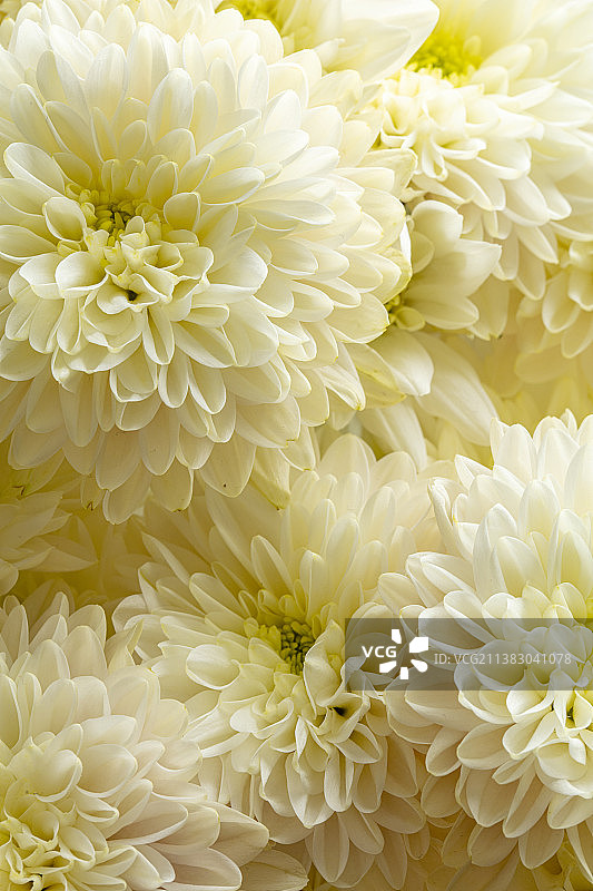 雏菊植物特写图片素材