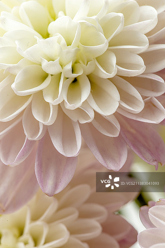 盛开的雏菊花朵特写图片素材