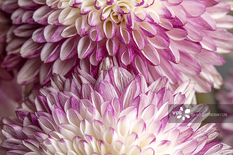 盛开的菊花特写图片素材