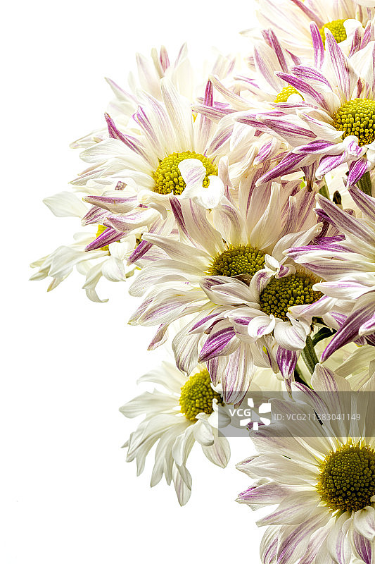 盛开的花朵特写图片素材