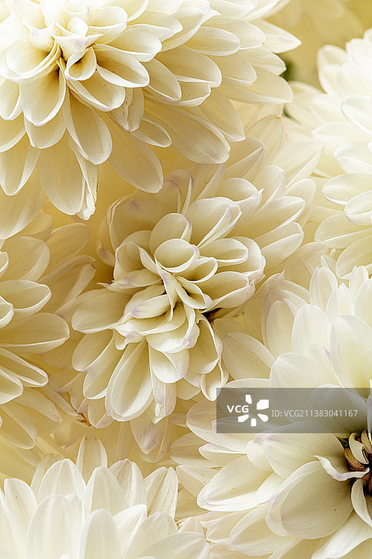 盛开的花朵局部特写图片素材