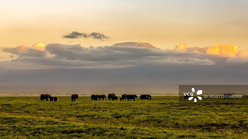 安博塞利的大象图片素材