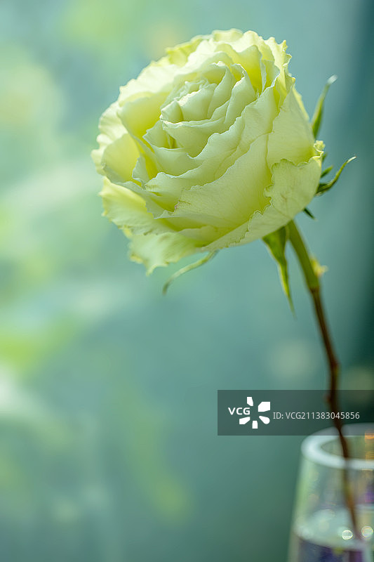 绿色玫瑰花特写图片素材