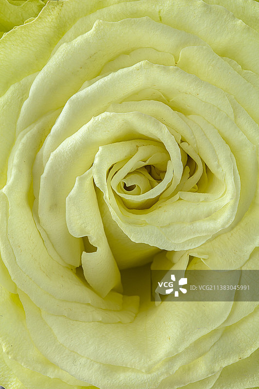 玫瑰花影棚特写图片素材