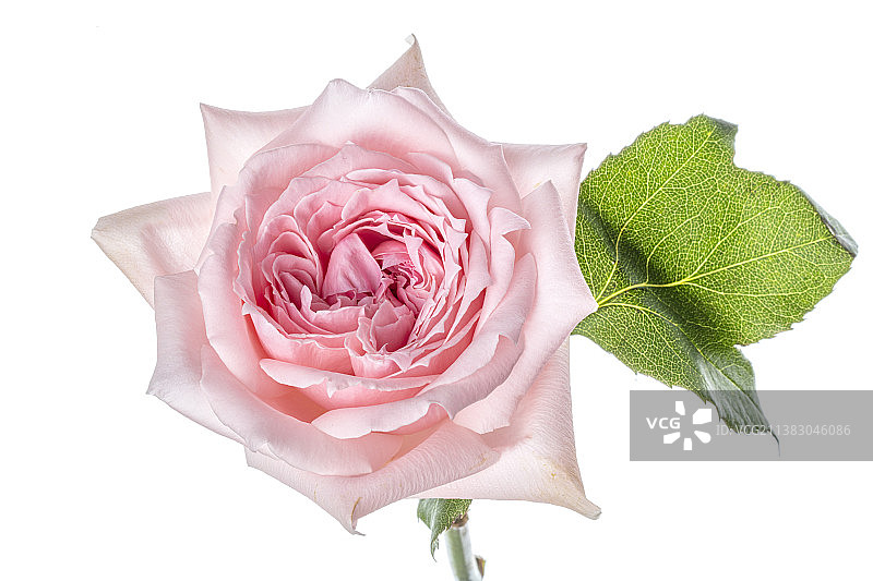 玫瑰花影棚特写图片素材