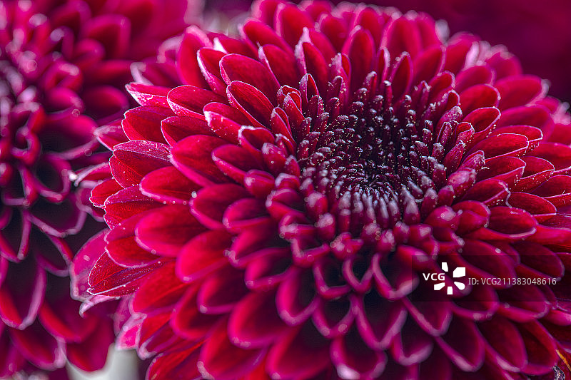 红色花束静物特写图片素材