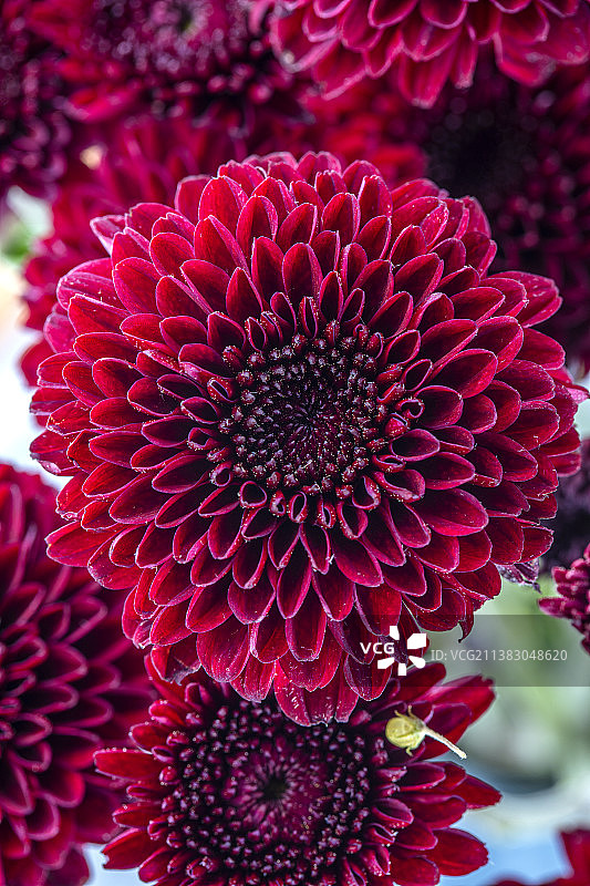 红色花束静物特写图片素材