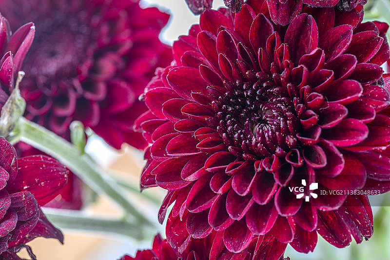 红色花束静物特写图片素材