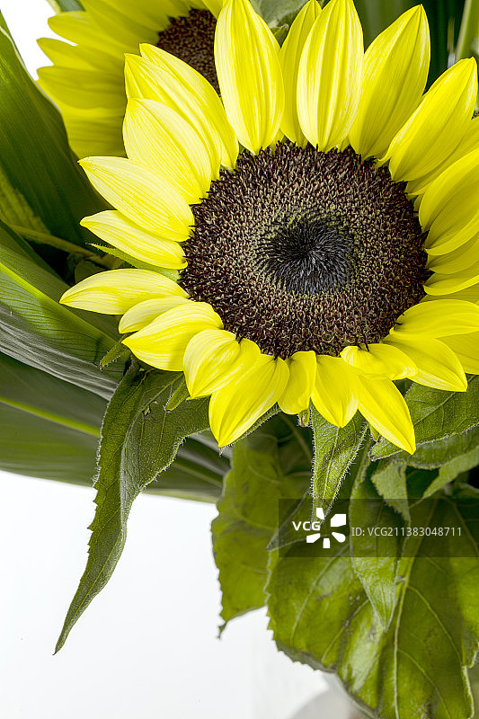 向日葵花束特写图片素材
