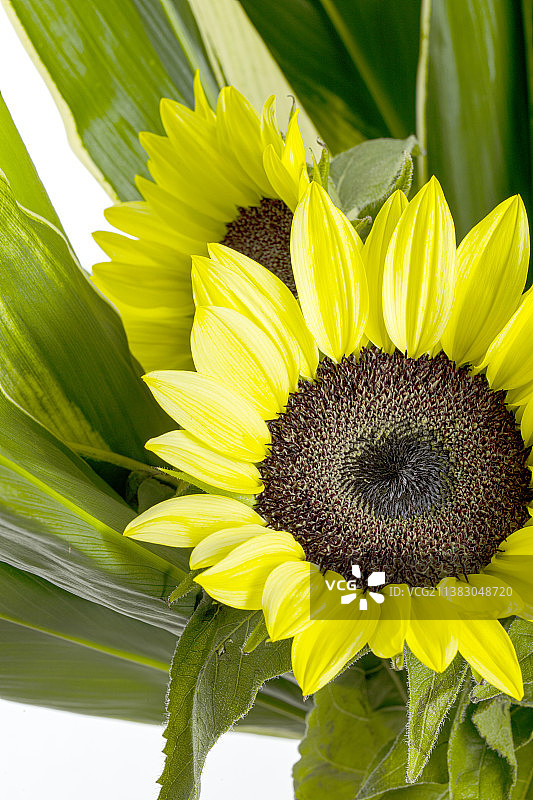 向日葵花束特写图片素材