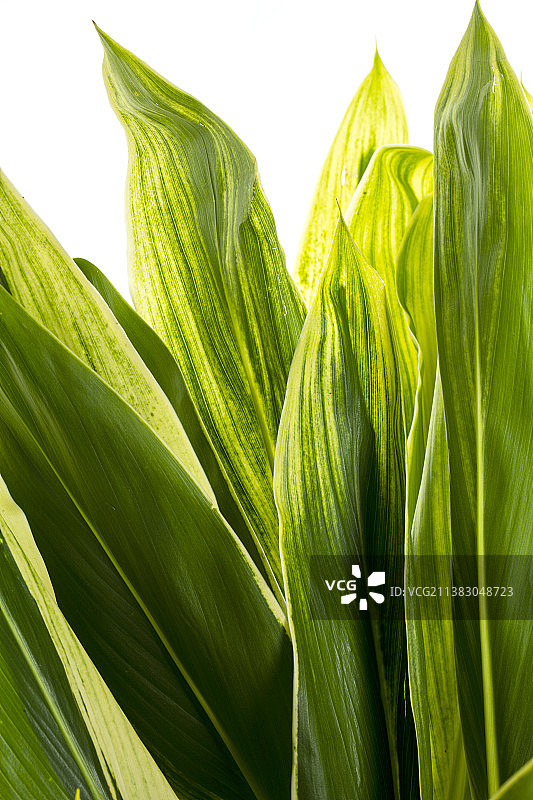 向日葵叶子特写图片素材