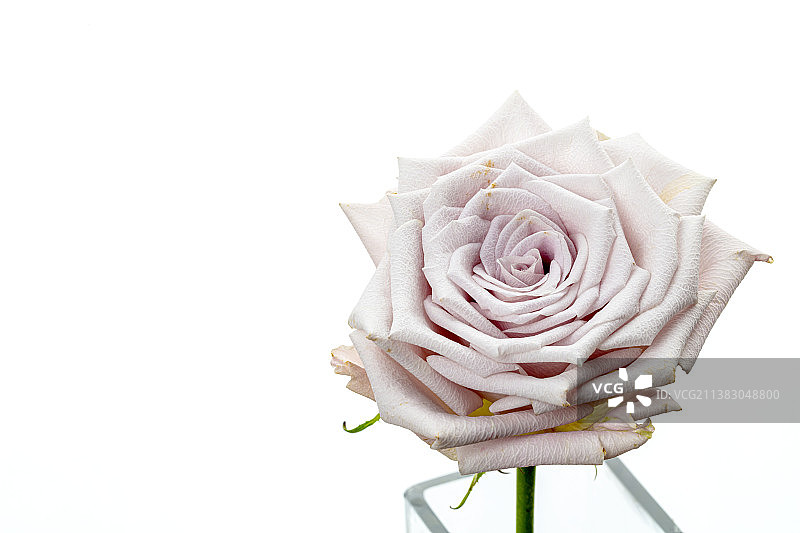 紫色玫瑰花静物图片素材