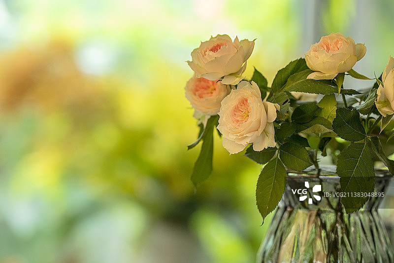 窗户旁边的玫瑰特写图片素材