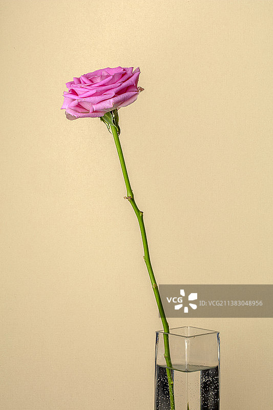 粉色玫瑰花束静物图片素材