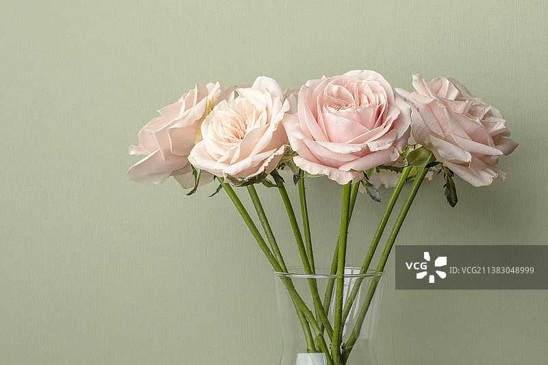 粉色玫瑰花束静物图片素材