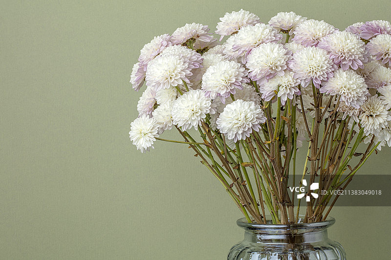 菊花静物特写图片素材