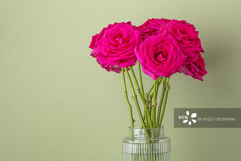 红色玫瑰静物图片素材