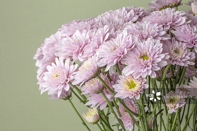 粉色雏菊静物图片素材