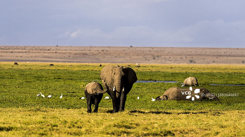 安博塞利——非洲象的乐园图片素材