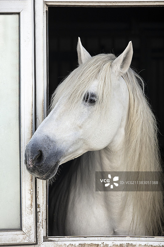 马厩里的白马图片素材
