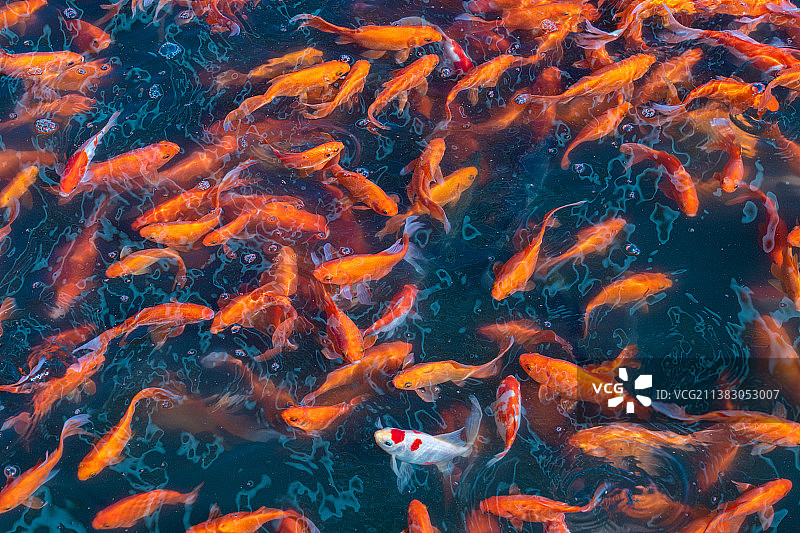 金色的金鱼池图片素材