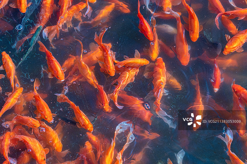 金色的金鱼池图片素材