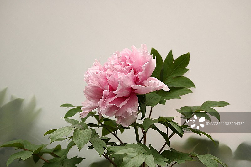 牡丹花图片素材