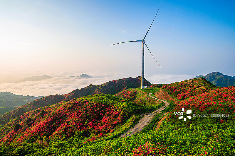 满山开遍映山红图片素材