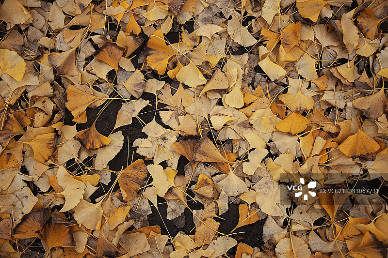 满地银杏叶图片素材