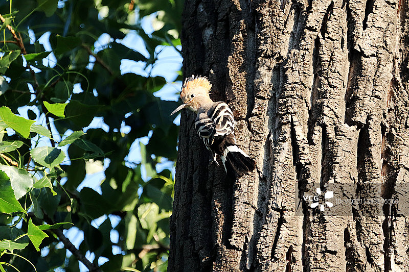 戴胜回眸图片素材