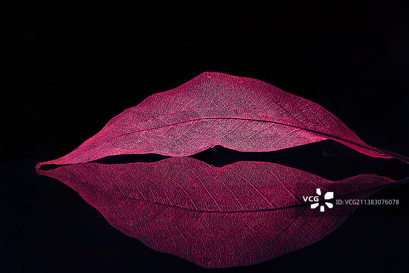 叶脉书签细节图图片素材