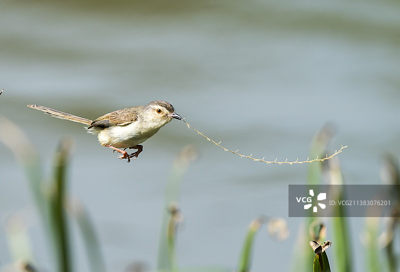 純色山鷦鶯图片素材