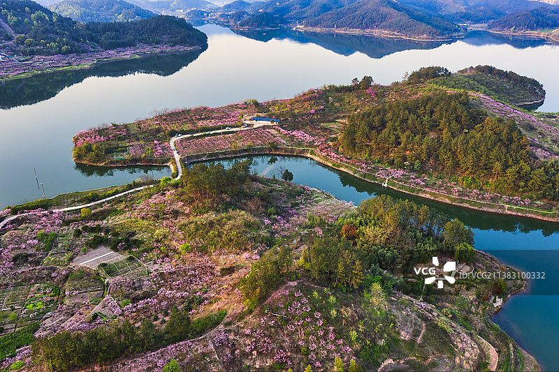 义乌上溪镇岩口水库春天桃花桃园风光航拍图片素材