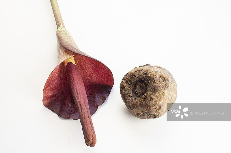 魔芋花,魔芋,蒟蒻图片素材