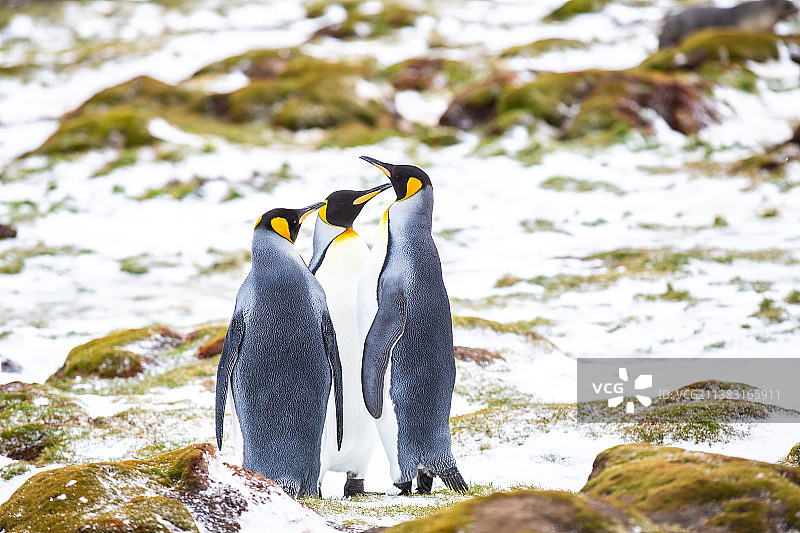 南乔治亚岛帝企鹅图片素材