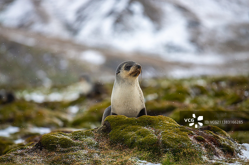 南乔治亚岛的海豹海狮图片素材