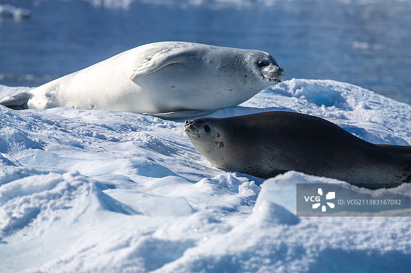 南极冰川上的海狮与海豹图片素材