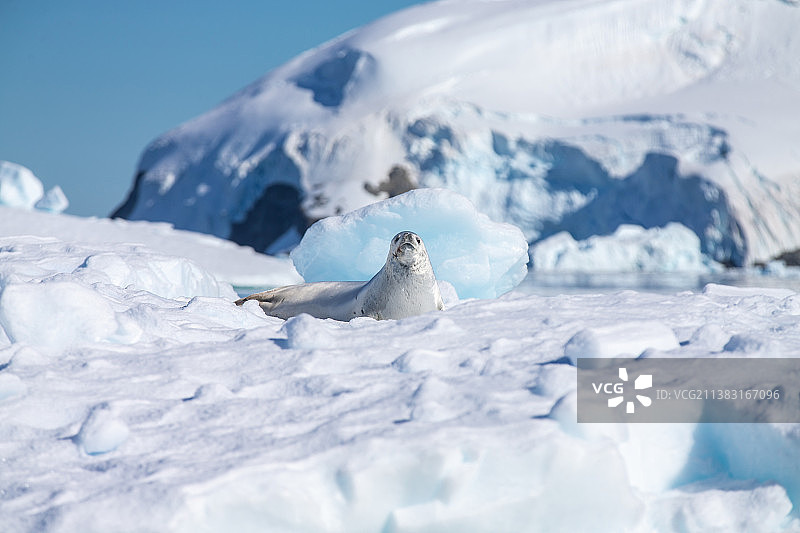 南极冰川上的海狮与海豹图片素材